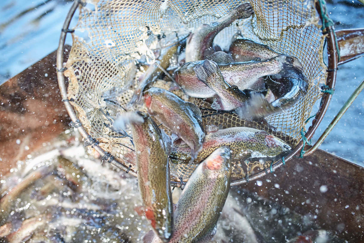 Sustainable Freshwater Trout and Salmon Farm Buxton Trout and Salmon Farm